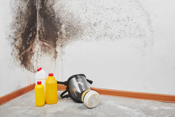 Best Localized Mold Remediation (e.g., coastal areas, humid climates) in San Pasqual, CA