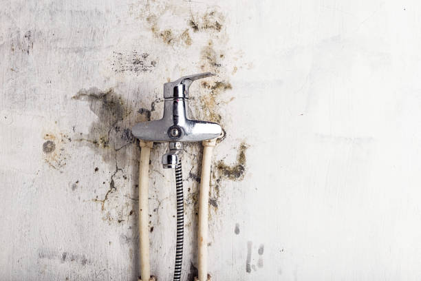 Best Bathroom Mold Remediation in San Pasqual, CA