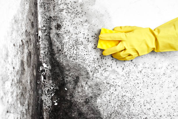 Best Emergency Mold Remediation in San Pasqual, CA