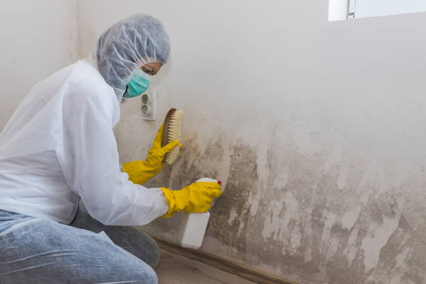 Best DIY Mold Remediation Support Services in San Pasqual, CA