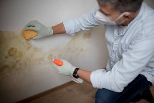 Best Basement Mold Remediation in San Pasqual, CA