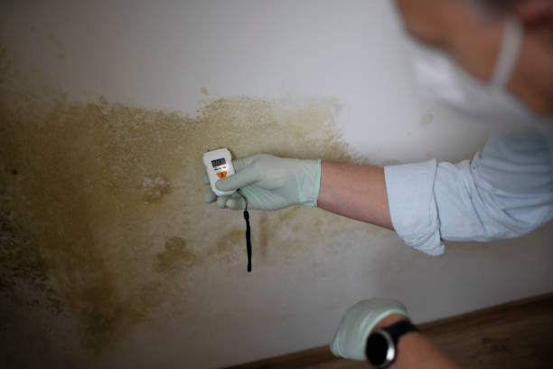 Best Attic Mold Remediation in San Pasqual, CA