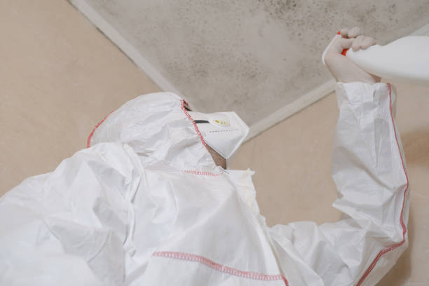 Best Black Mold Remediation in San Pasqual, CA