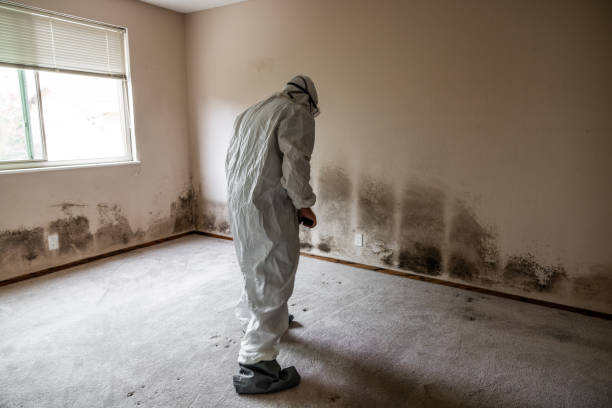 Best Attic Mold Remediation in San Pasqual, CA