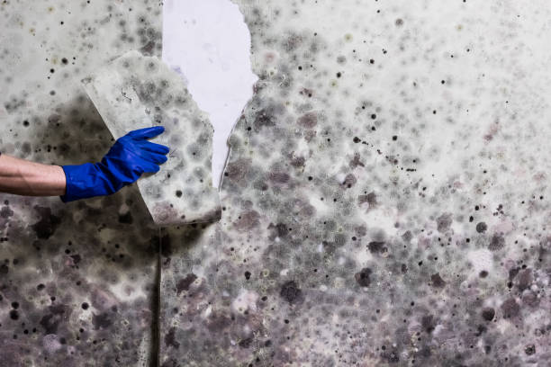 Best Health and Safety Mold Remediation in San Pasqual, CA