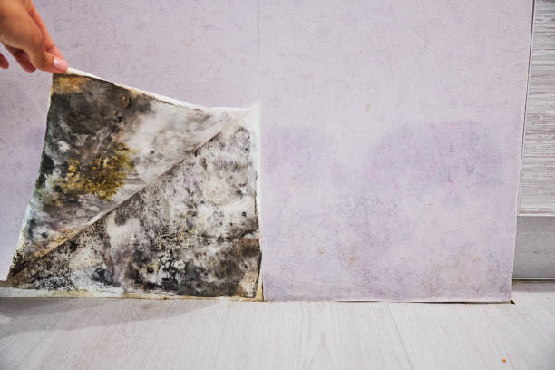 Best Preventive Mold Services in San Pasqual, CA